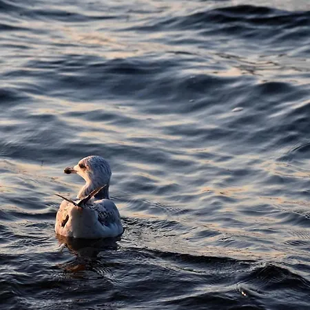 Cocon Pour Les A La Np Apartament